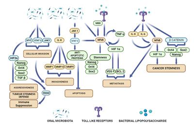 The emerging role of oral microbiota in oral cancer initiation, progression and stemness